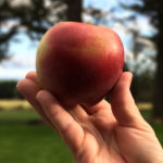 Apple field blur – SQUARE